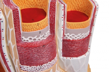 Arterie und Venen Modell, 20-fach vergrößert