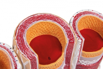 Arterie und Venen Modell, 20-fach vergrößert