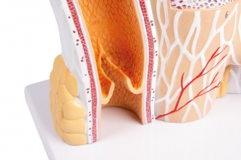 Arterie und Venen Modell, 20-fach vergrößert