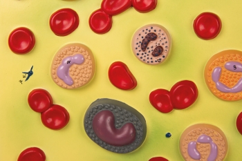 Blutzellen