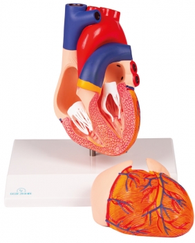 Herzmodell, natürliche Größe, 2 Teile - EZ Augmented Anatomy