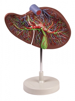 Menschliche Leber, 1,5-fach vergrößert