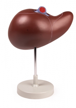 Menschliche Leber, 1,5-fach vergrößert