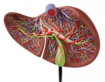 Menschliche Leber, 1,5-fach vergrößert
