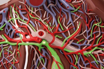 Menschliche Leber, 1,5-fach vergrößert