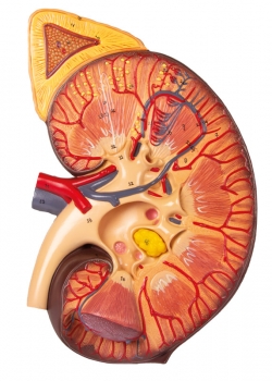 Nierenschnitt, Nephron und Nierenkörperchen