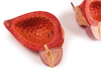 Harnapparat, 5-teilig