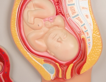 Fetale Entwicklung