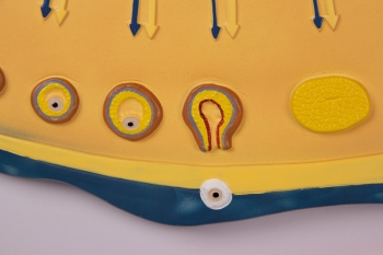 Zyklische Veränderungen im Hormonhaushalt und der Uterusschleimhaut