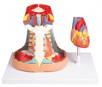 Mediastinum, natürliche Größe