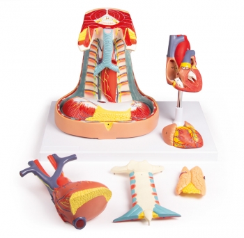 Mediastinum, natürliche Größe