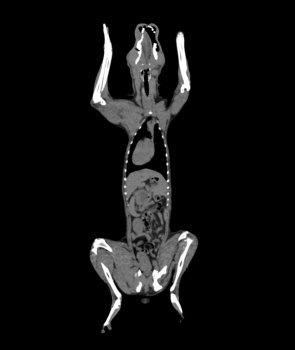 Hundephantom für CT und Röntgen