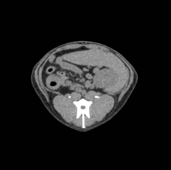 Hundeabdomen - Phantom für CT und Röntgen