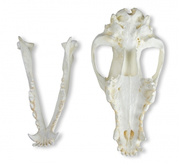 Schädel Haushund, Deutscher Schäferhund (Canis familiaris)