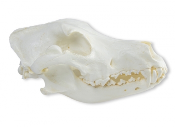 Schädel Haushund, Dogge (Canis familiaris)