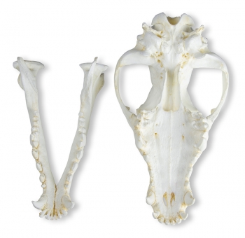 Schädel Haushund, Dogge (Canis familiaris)