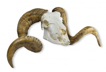 Schädel und Hörner Merinoschafbock (Ovis aries)
