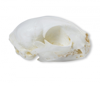 Schädel Wildkatze (Felis silvestris)