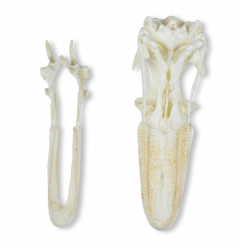 Schädel Hausgans (Anser spec.)