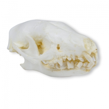 Schädel Igel (Erinaceus europaeus)