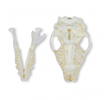 Schädel Igel (Erinaceus europaeus)