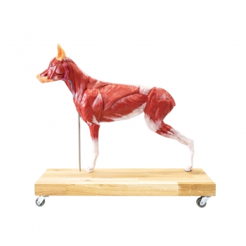 Hunde Modell (Schäferhund), 11-teilig, 2/3 natürliche Größe