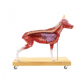 Hunde Modell (Schäferhund), 11-teilig, 2/3 natürliche Größe