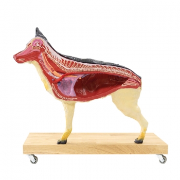 Hunde Modell (Schäferhund), 11-teilig, 2/3 natürliche Größe