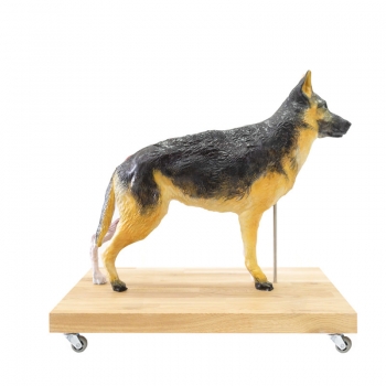 Hunde Modell (Schäferhund), 11-teilig, 2/3 natürliche Größe