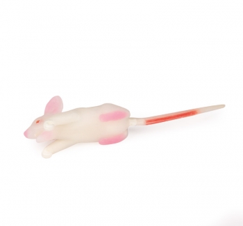 Simulationsmodell Maus