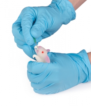 Simulationsmodell Maus