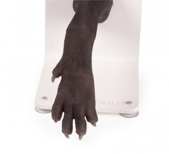 Verbandstrainer Hundepfote