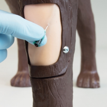 Gynäkologischer Übungshund Bella