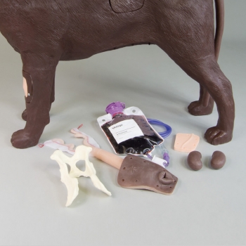 Gynäkologischer Übungshund Bella