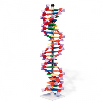 DNA-Doppelhelix-Modell, miniDNA®-Bausatz, 22 Segmente