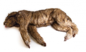 Hunde Positionierungspuppe 