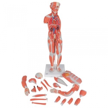 Muskelfigur, weiblich, 21-teilig