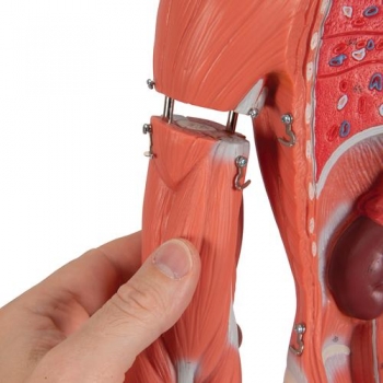 Muskelfigur, weiblich, 21-teilig