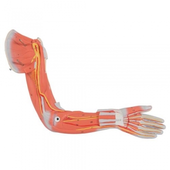 Muskelfigur, weiblich, 21-teilig