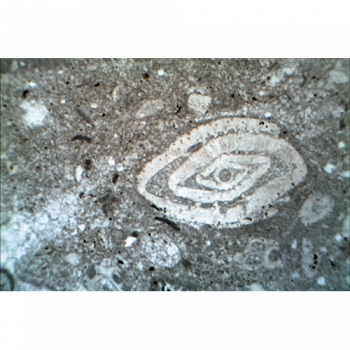 Gesteinsdünnschliffe Sedimentite