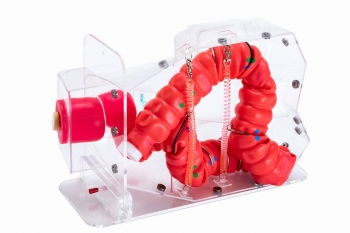 Koloskopie-Trainingsmodell 3D