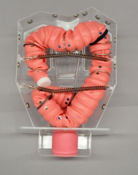 Koloskopie-Trainingsmodell 3D