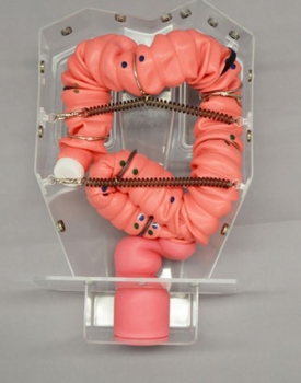 Koloskopie-Trainingsmodell 3D