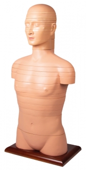 Scheibentorso, natürliche Größe