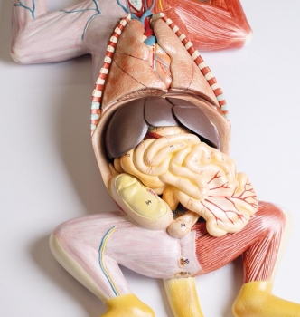 Dissektionsmodell einer schwangeren Katze