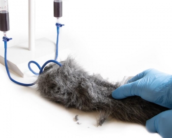 I.V. Injektionsbein Hund