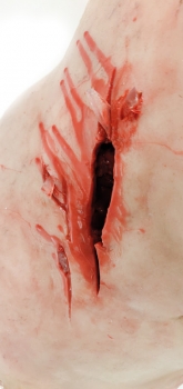 Trauma Training Torso