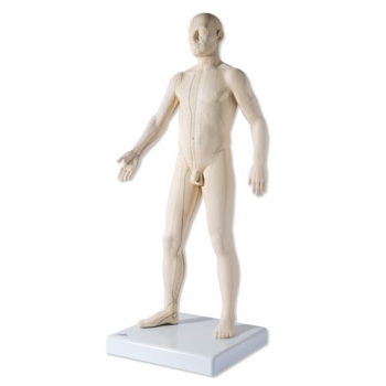 Akupunktur-Figur, männlich