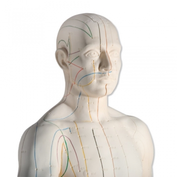 Akupunktur-Figur, männlich