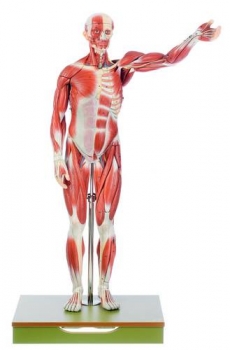 Männliche Muskelfigur (AS 1)